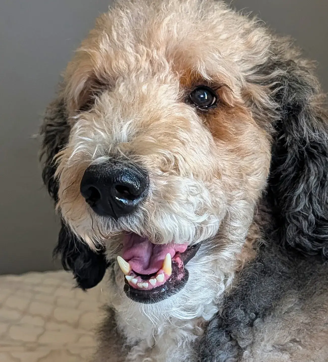 Oli, a black-and-white dog